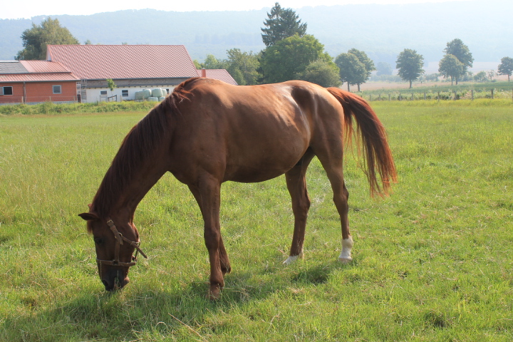 Pferd auf dem Reitweg