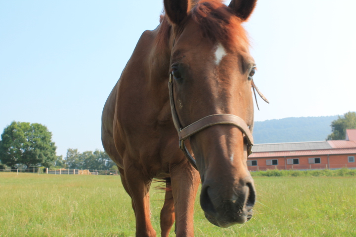 Abendstimmung mit Pferd